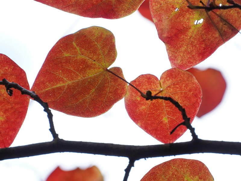 ベニマンサクの紅葉（おおの自然観察の森）