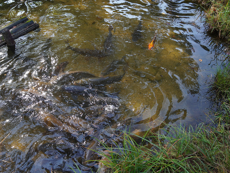 ベニマンサク湖の鯉（おおの自然観察の森）