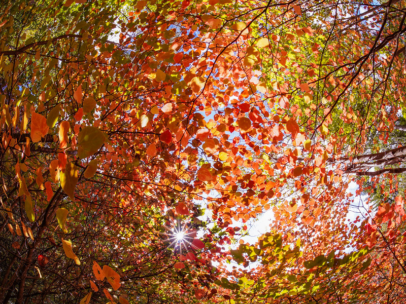 ベニマンサクの紅葉（おおの自然観察の森）
