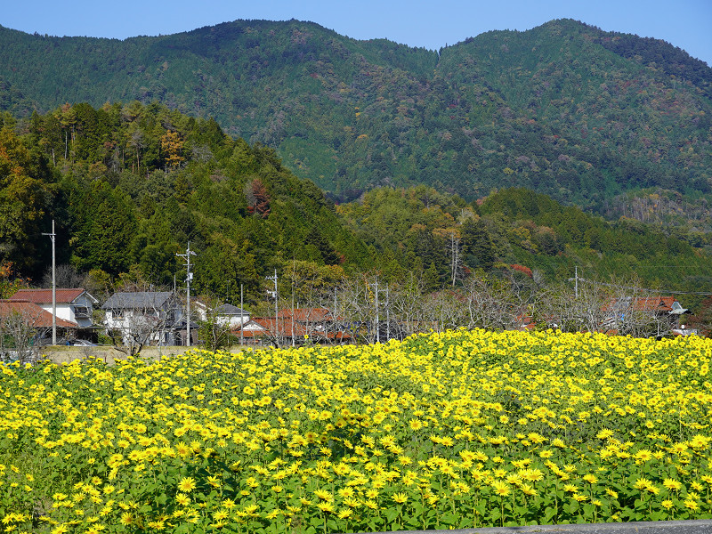 秋に咲くヒマワリ畑、戸山地区(沼田町阿戸)