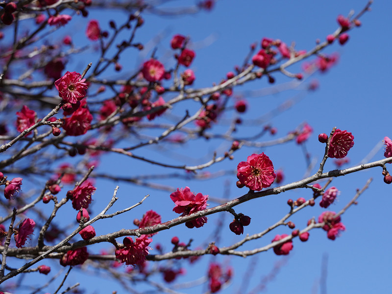 「ちゅーピーパーク」と梅の花