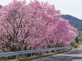 陽光桜（しまなみ海道、大三島の今治市上浦支所付近）