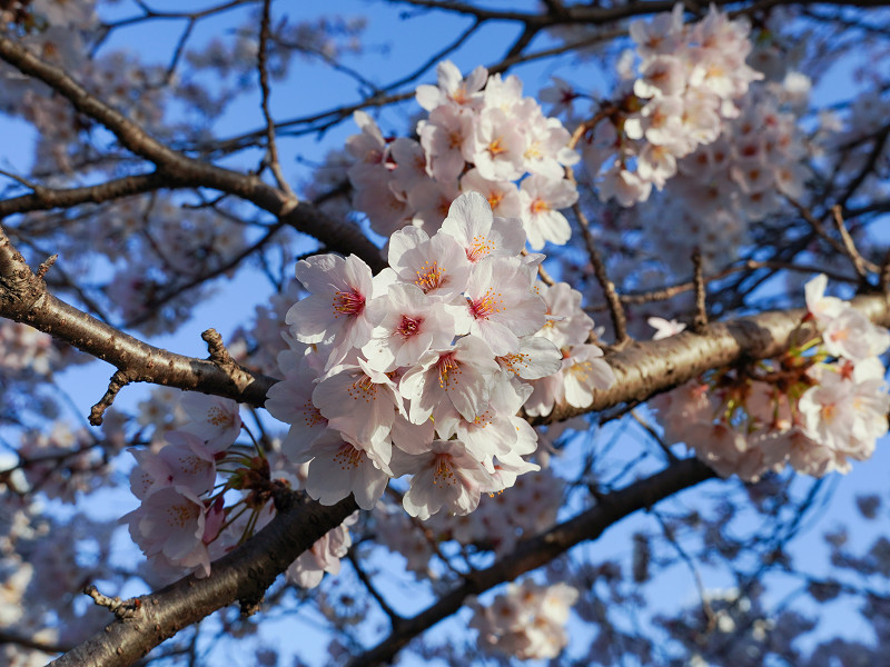 「地御前潮回し」の桜並木