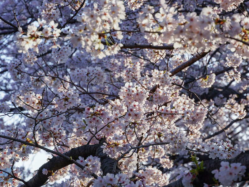 「地御前潮回し」の桜並木
