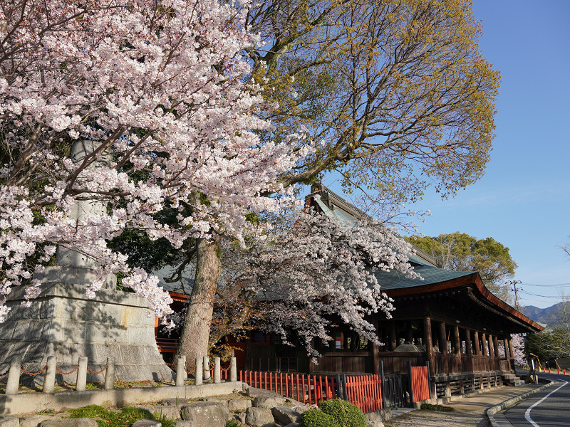 地御前神社の桜