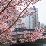 『台屋の鼻』広島駅近くの渡船場跡に咲く二本の河津桜！