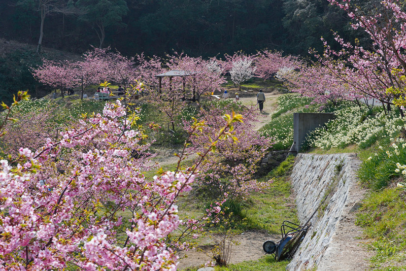 因島「船隠し公園」河津桜と水仙
