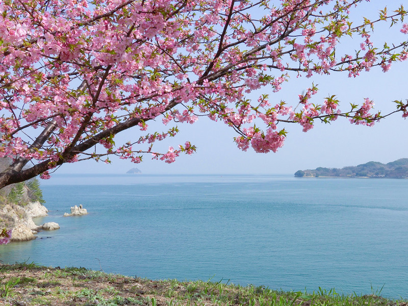 因島「船隠し公園」河津桜と水仙