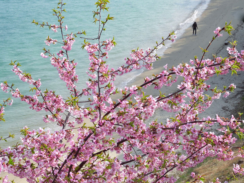 因島「船隠し公園」浜辺を歩く人