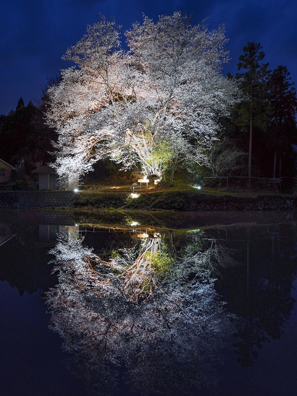 「一反田地の山桜」のライトアップ（広島県安芸郡熊野町）