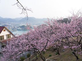 尾道水道と寒桜（尾道市）